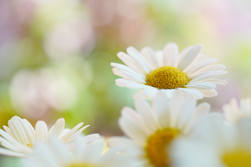 α6600 / LAOWA 65mm f/2.8 2x Ultra Macro APO / 絞り優先AE（１/320秒・F2.8・+0.7EV） / ISO 100