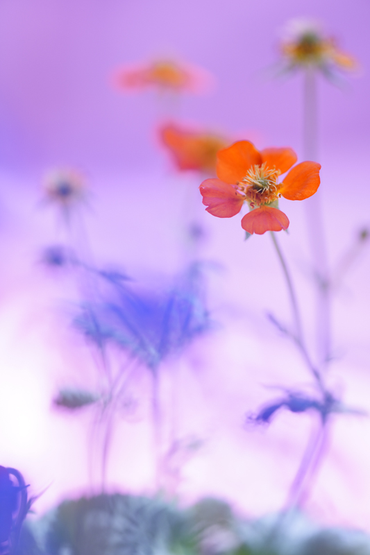 α6600 / LAOWA 65mm f/2.8 2x Ultra Macro APO / 絞り優先AE（１/320秒・F2.8・+1.3EV） / ISO 100