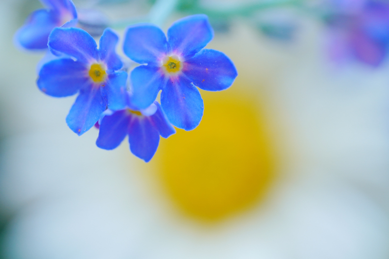 α6600 / LAOWA 65mm f/2.8 2x Ultra Macro APO / 絞り優先AE（１/100秒・F2.8・+0.3EV） / ISO 400