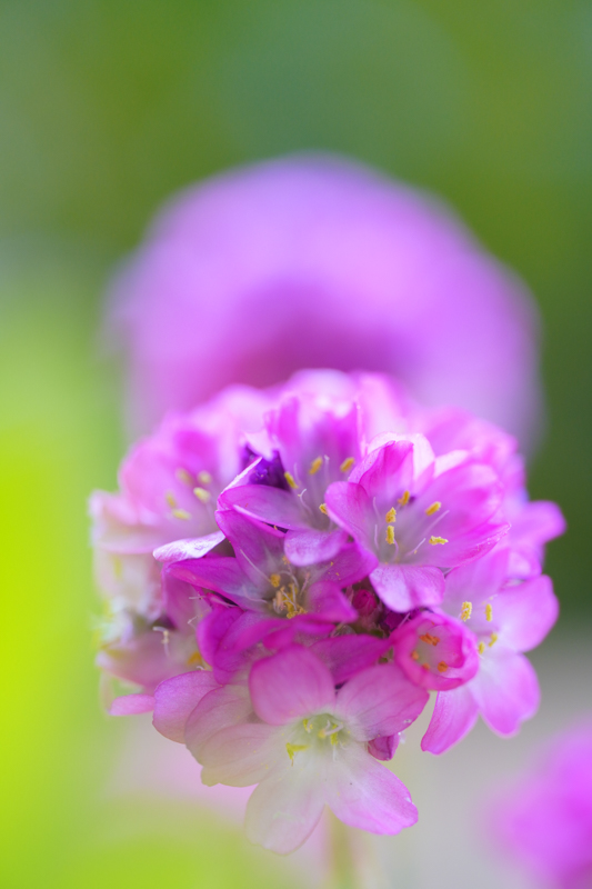 α6600 / LAOWA 65mm f/2.8 2x Ultra Macro APO / 絞り優先AE（１/125秒・F2.8・+1.0EV） / ISO 400