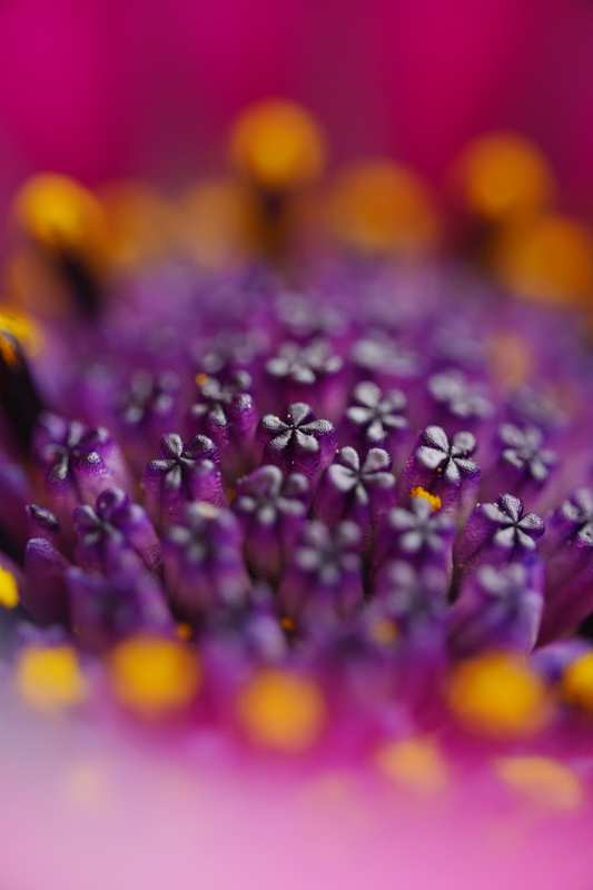 LAOWA 65mm f/2.8 2x Ultra Macro APO / 絞り優先AE（１/30秒・F2.8・-2.0EV） / ISO 400