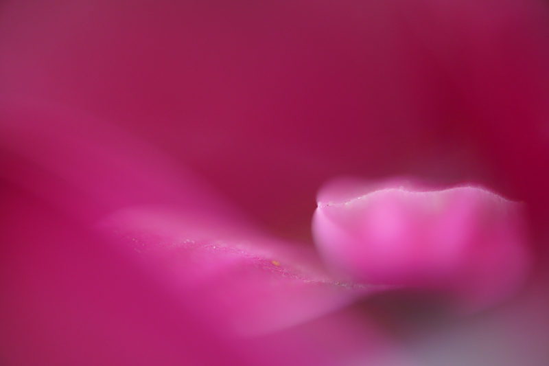 α6600 / LAOWA 65mm f/2.8 2x Ultra Macro APO / 絞り優先AE（１/80秒・F2.8・±０.0EV） / ISO 400