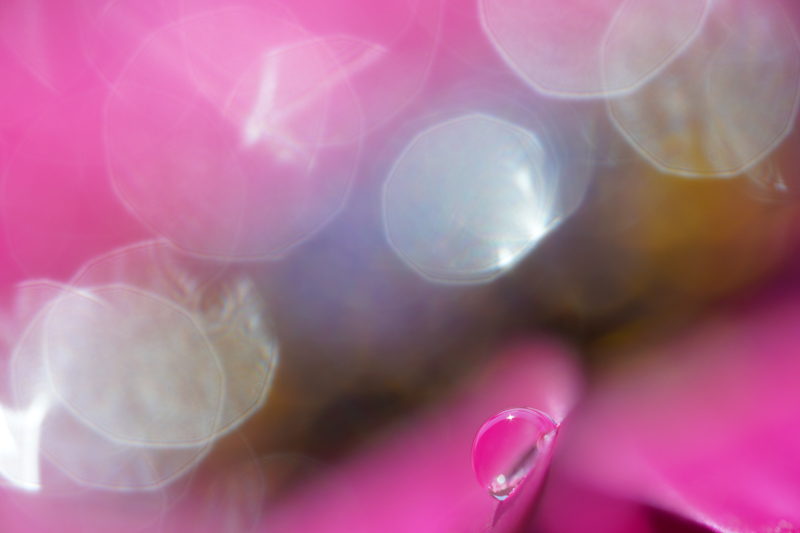 α6600 / LAOWA 65mm f/2.8 2x Ultra Macro APO / 絞り優先AE（１/200秒・F4.0・±０.0EV） / ISO 200