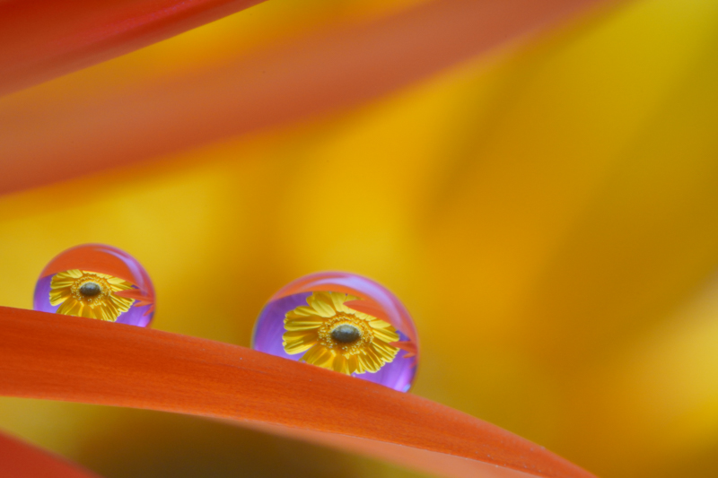 α6600 / LAOWA 65mm f/2.8 2x Ultra Macro APO / 絞り優先AE（１/60秒・F11.0・０EV） / ISO 800