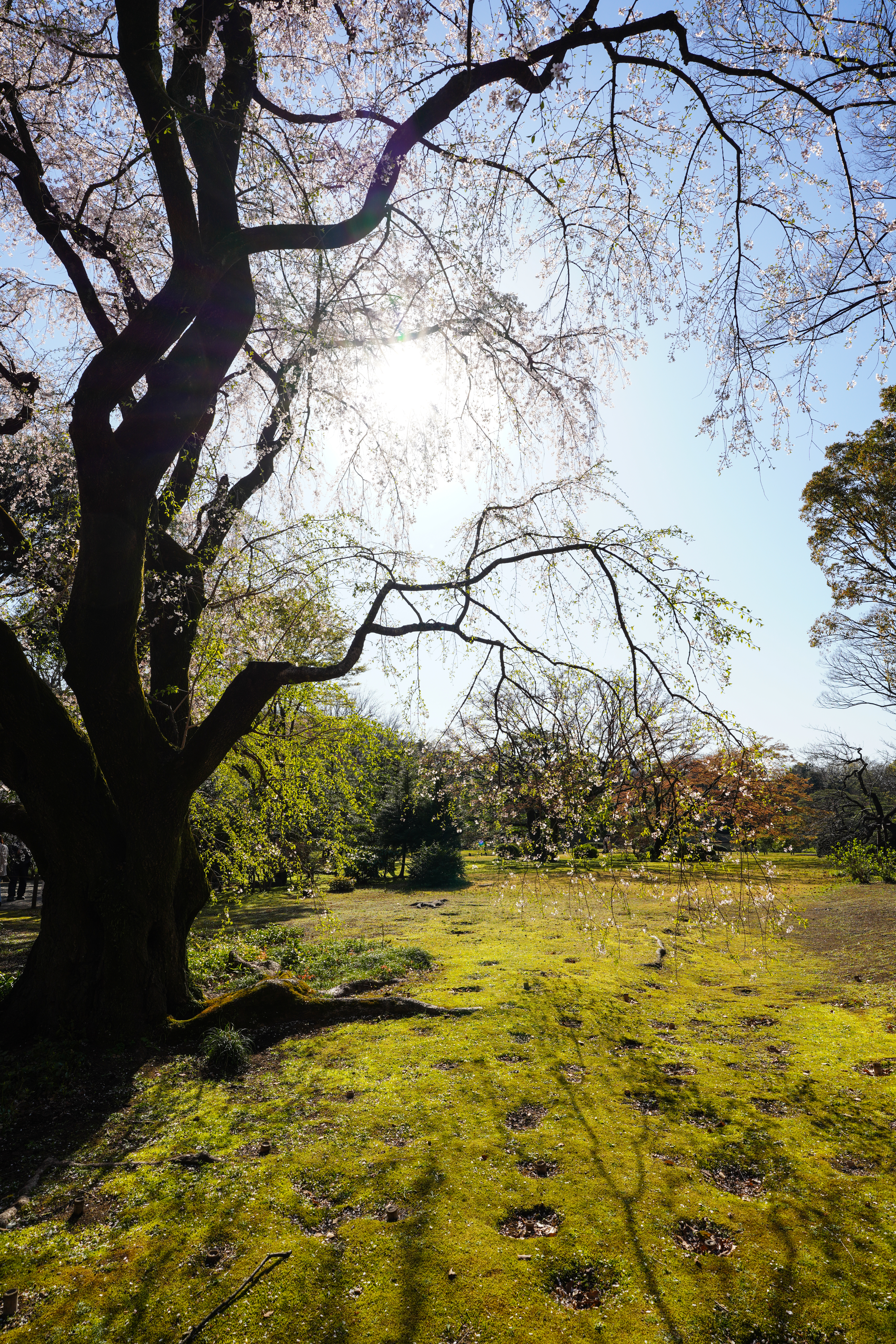 α7R IV / FE 20mm F1.8 G / 絞り優先AE（F8・1/200秒・+0.2EV）/ ISO 100