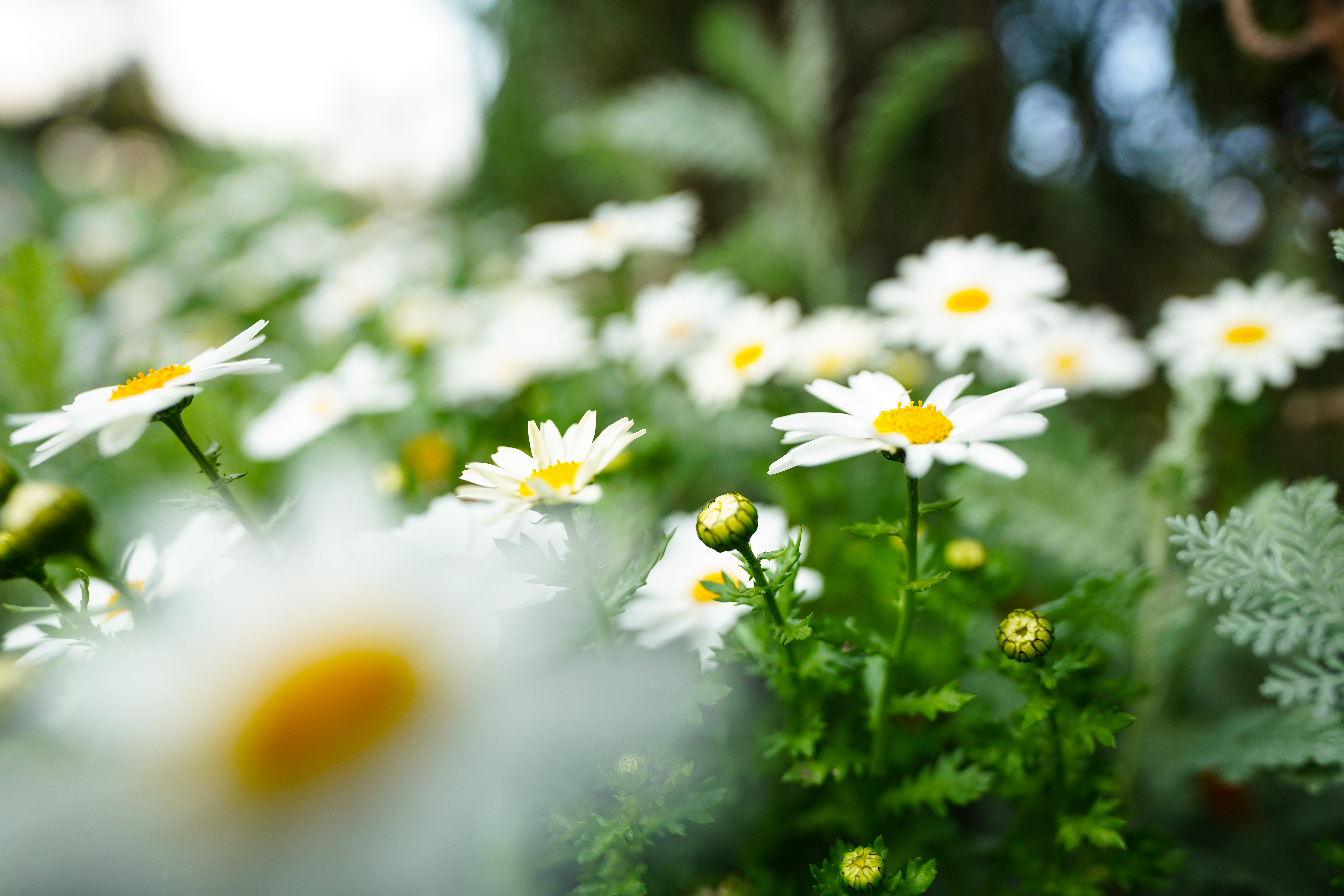 α7R IV / FE 20mm F1.8 G / 絞り優先AE（F1.8・1/500秒・+0.7EV）/ ISO 100