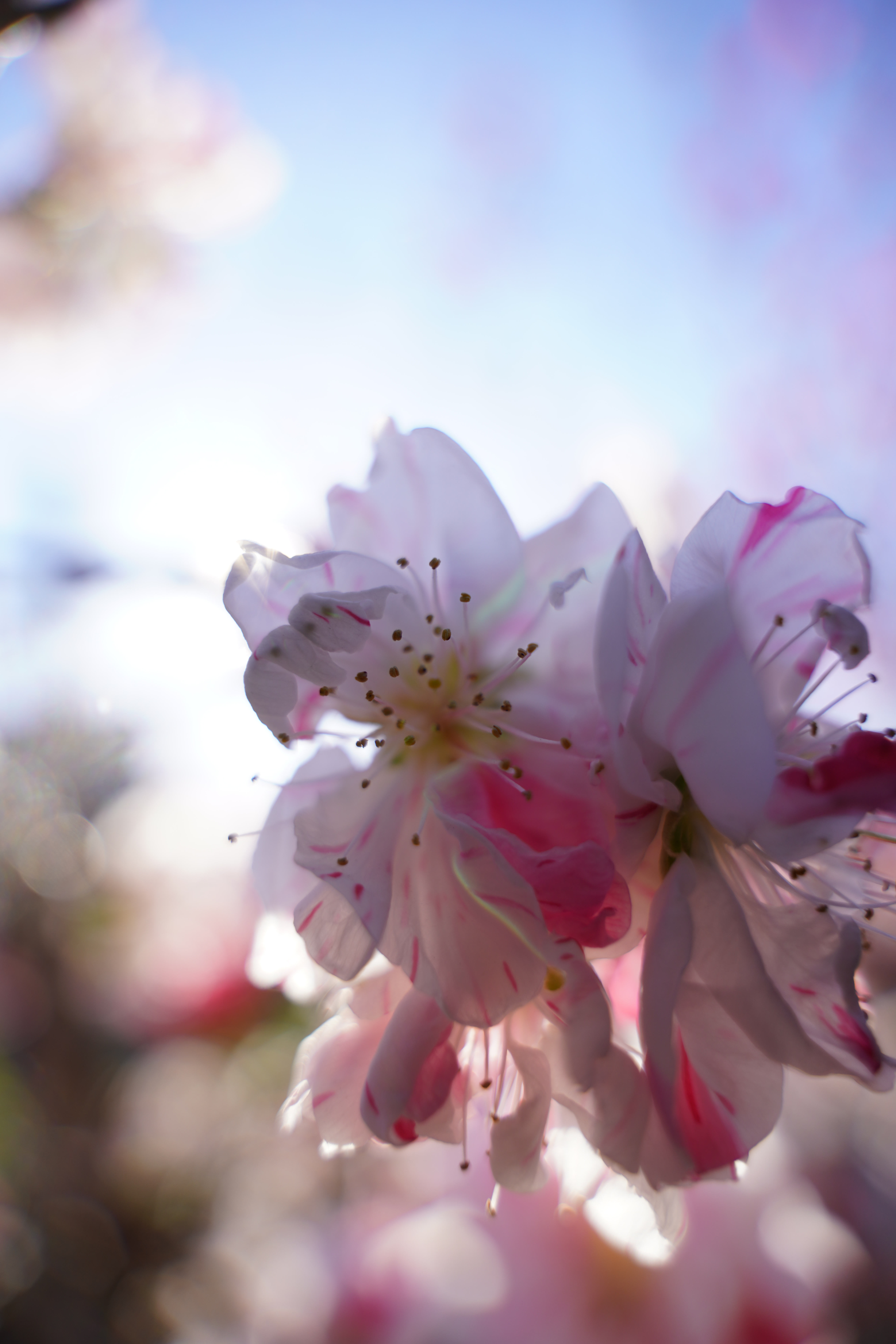 SONY α7R III / SIGMA 24-70mm F2.8 DG DN｜Art（24mm） / 絞り優先AE（F2.8・1/800秒・+1.0EV） / ISO 100