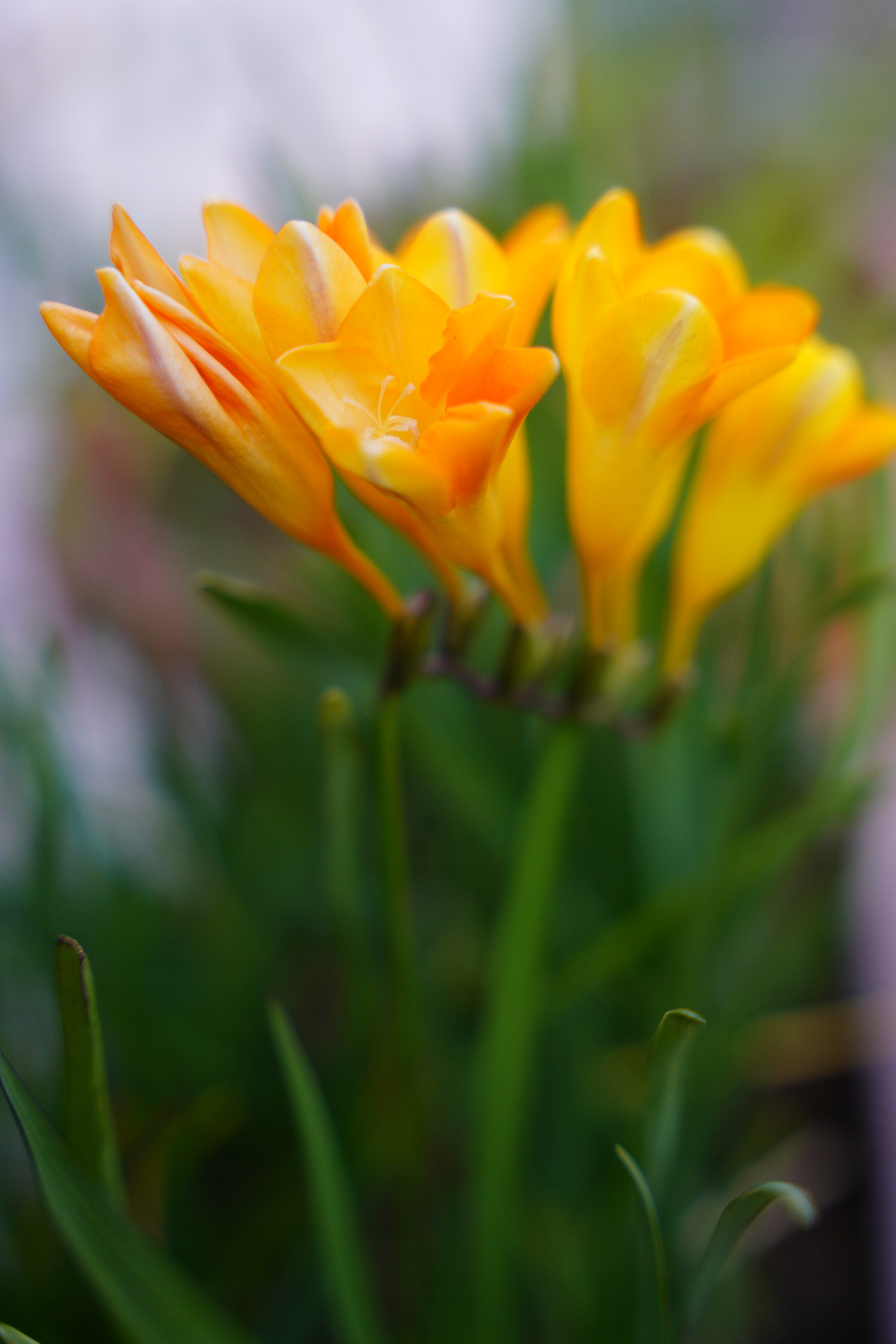 SONY α7R III / SIGMA 24-70mm F2.8 DG DN｜Art（70mm） / 絞り優先AE（F2.8・1/125秒・±0EV） / ISO 200