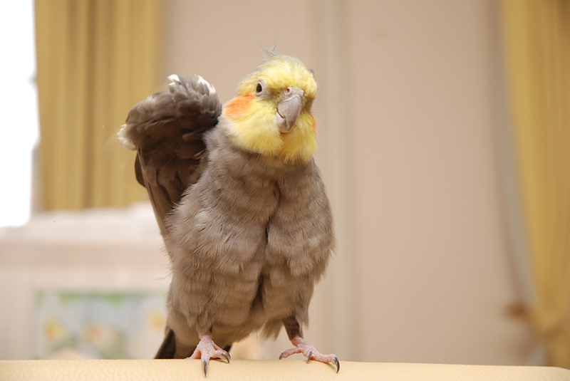 いんこ日和、2020最優秀賞