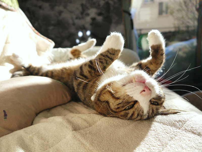 なごみ猫、2020最優秀賞