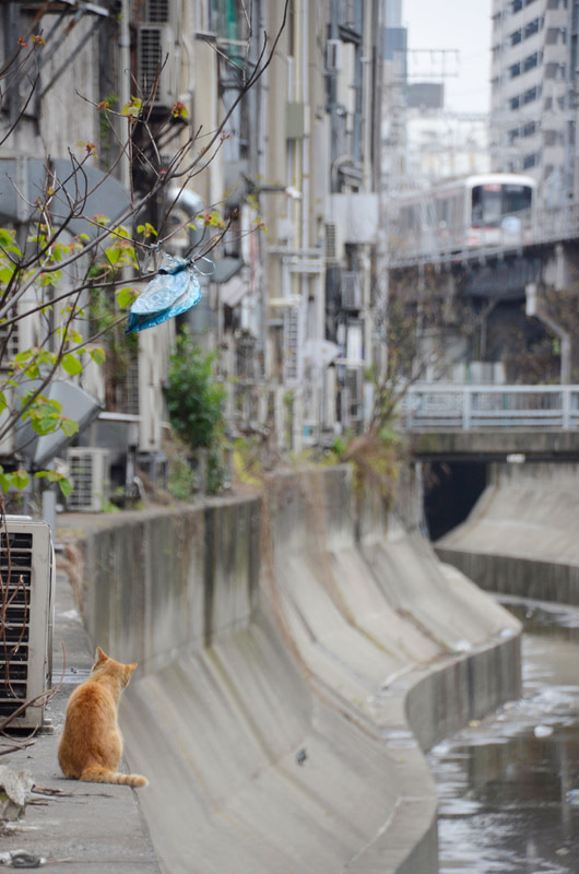 ニコンD5100　タムロン18-270mm F3.5-6.3 Di II VC PZD（255mm相当）　絞り優先オート　（F8、1/350秒）　ISO 800　WB:オート