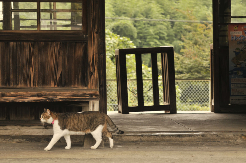 ニコンD300S　AF-S VR Zoom-Nikkor 70-300mm f/4.5-5.6G IF-ED（150mm相当）　絞り優先オート（F7.1、1/200秒）　ISO 400　WB:晴天日陰　スタンダード