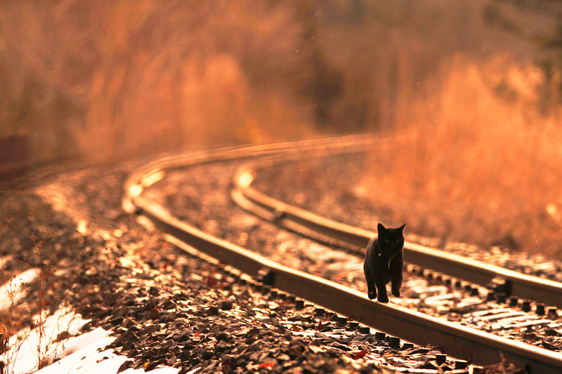 ニコンD3S　AF-S VR Nikkor 300mm f/2.8G IF-ED　マニュアル露出（F5.6、1/2,000秒）　ISO 400　WB:日陰