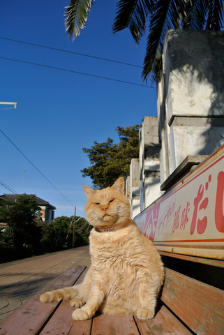 【ねこぽんぽんさま】1日1鉄！　中井精也 Amazon.co.jp: 中井精也写真集 1日1鉄! : 中井精也: 本