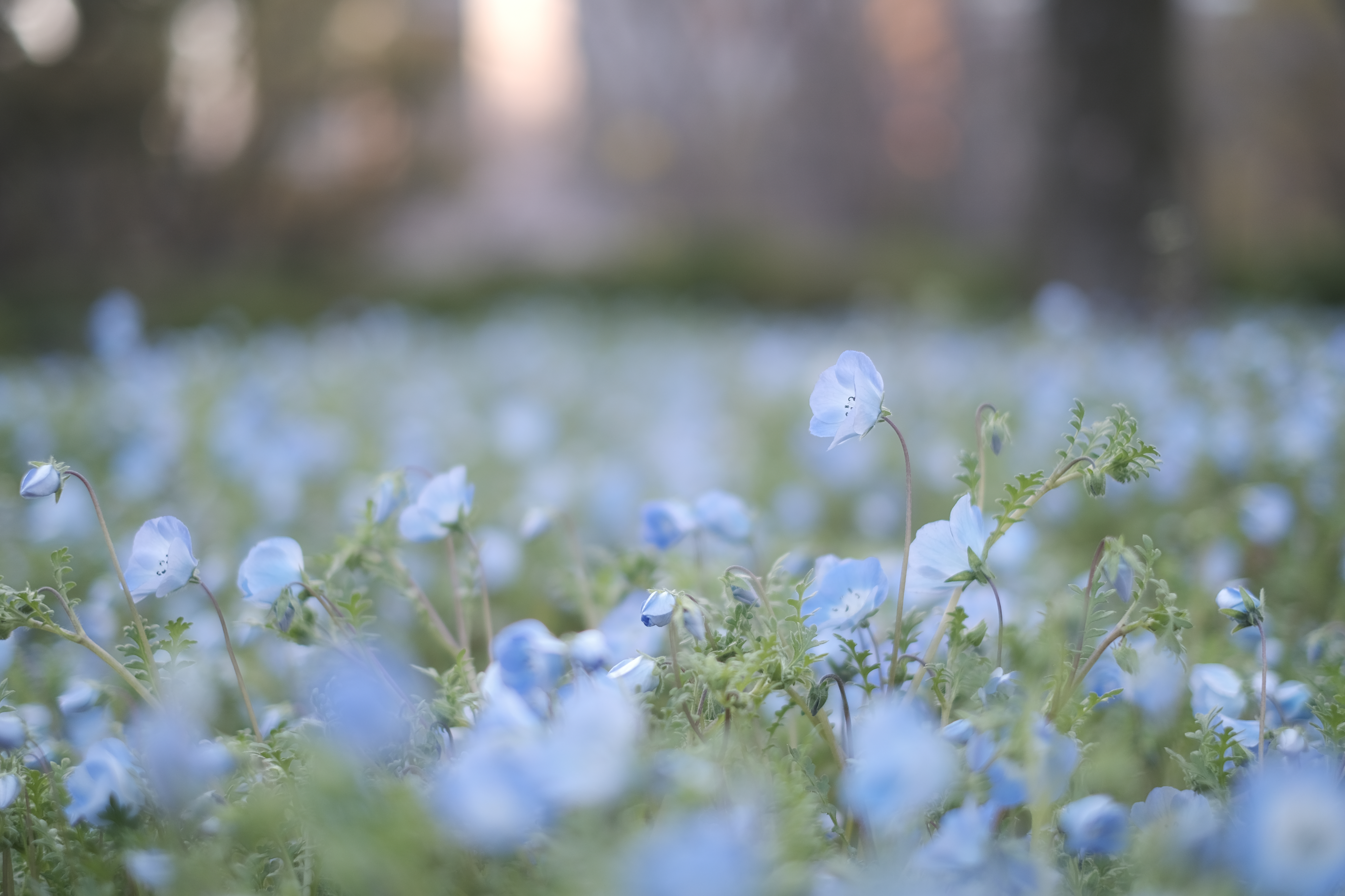 X-T4＋XF35mmF1.4 R（53mm相当） / 絞り優先AE（F1.4・1/280秒・+0.7EV） / ISO 160 / フィルムシミュレーション：ETERNA