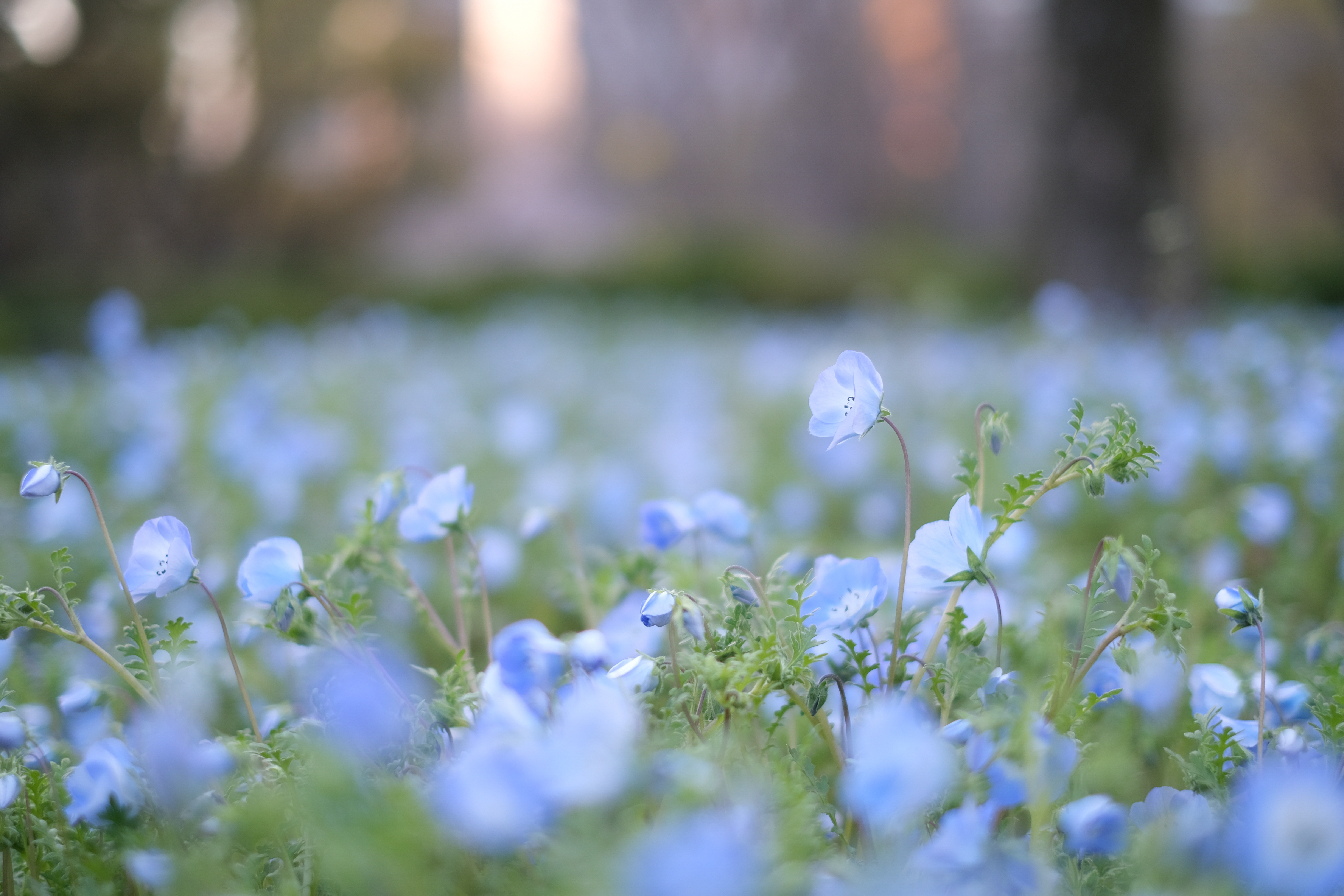 X-T4＋XF35mmF1.4 R（53mm相当） / 絞り優先AE（F1.4・1/280秒・+0.7EV） / ISO 160 / フィルムシミュレーション：PROVIA