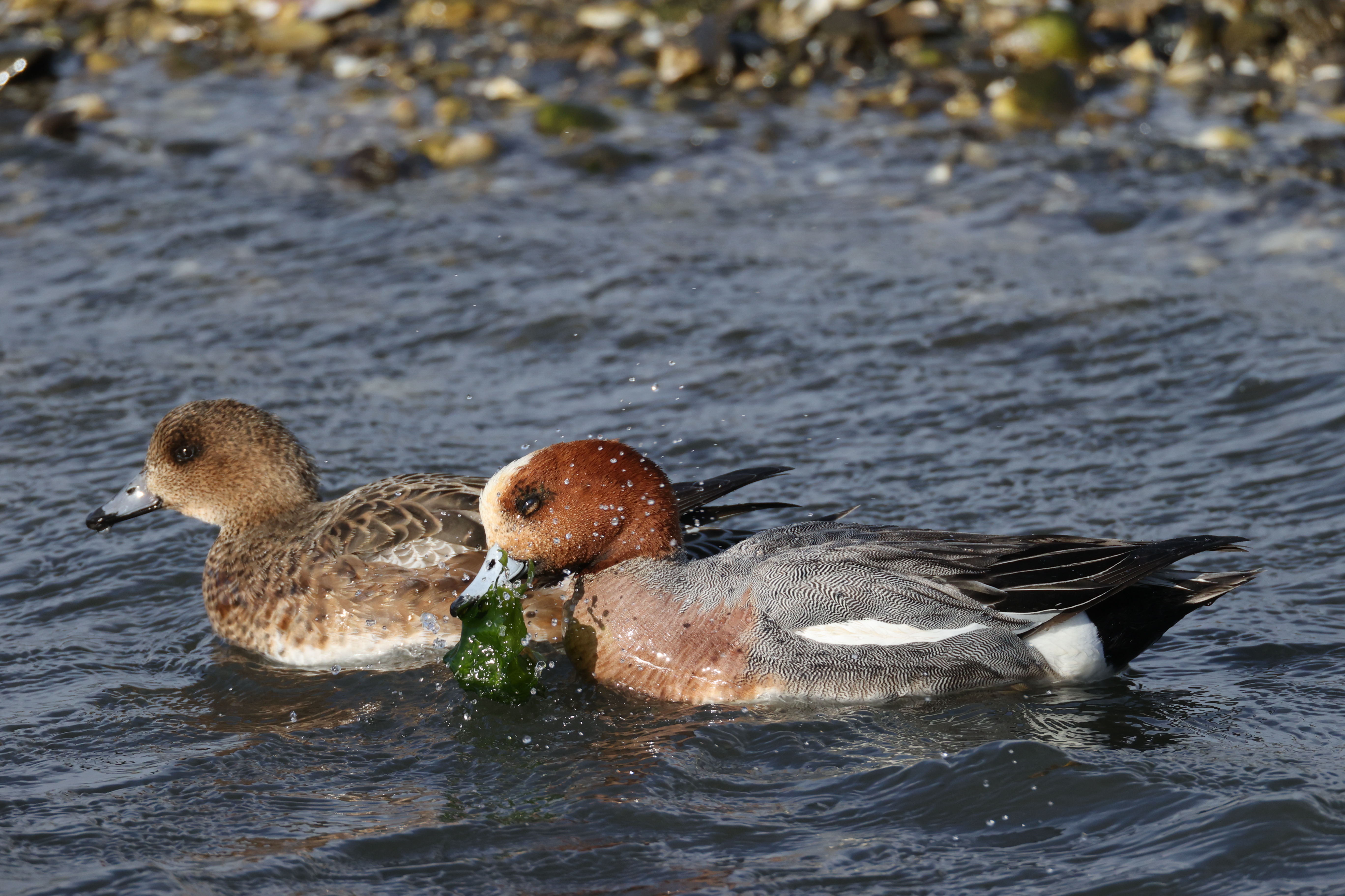 <span class="fnt-85">EOS-1D X Mark III＋EF800mm F5.6L IS USM＋EXTENDER EF2×III（1,600mm相当） / シャッター優先AE（1/1,600秒・F11・-0.3EV） / ISO 1600</span>