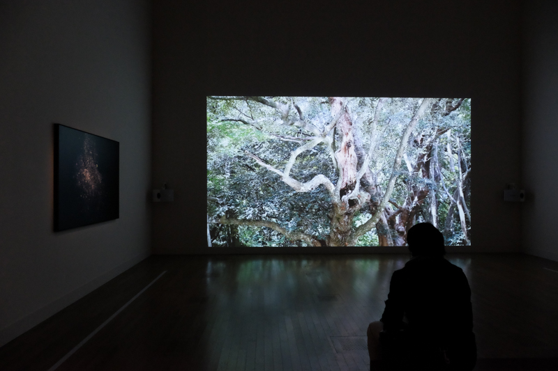 奥側の大きなスクリーンで映像作品が上映されている