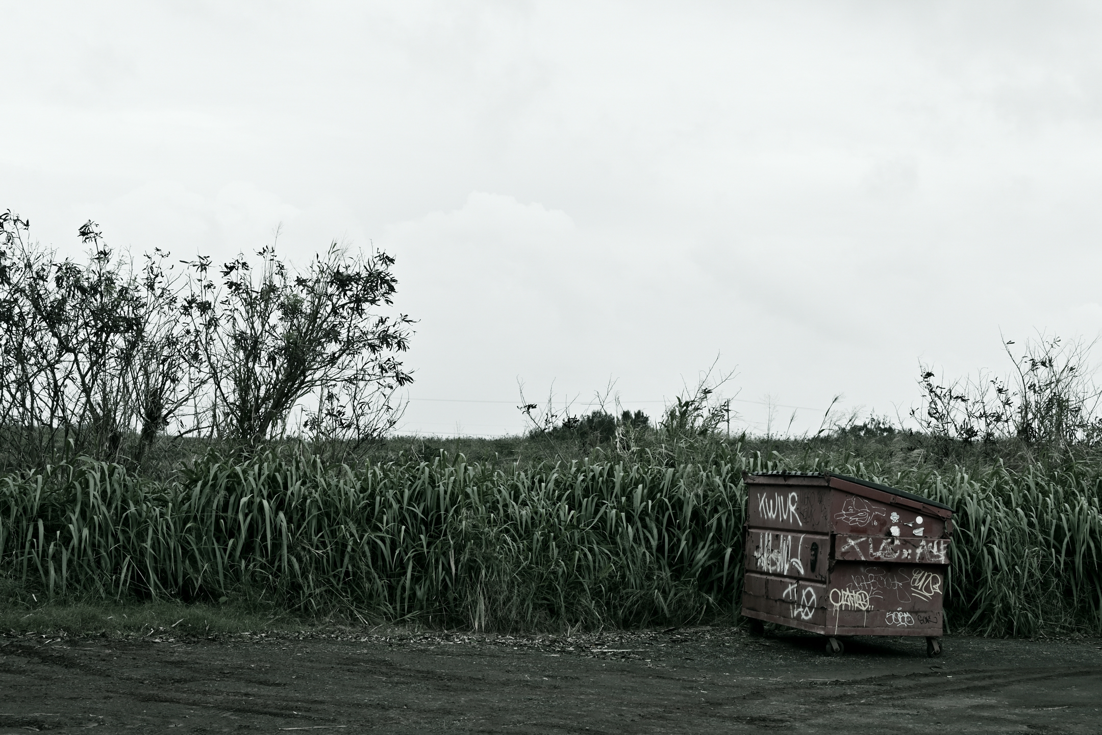 ブリーチを適用<br><span class="fnt-85">ニコンZ 50＋NIKKOR Z DX 16-50mm f/3.5-6.3 VR（35mm：52mm相当） / マニュアル露出（F11・1/200秒・+1.7EV） / ISO 320 / WBオート</span>