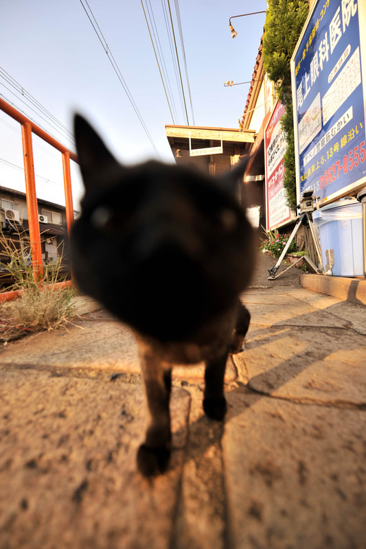 ニコンD3S　AF-S NIKKOR 14-24mm f/2.8G ED（14mm）　絞り優先オート（F2.8、1/750秒）　ISO 200　WB:日陰