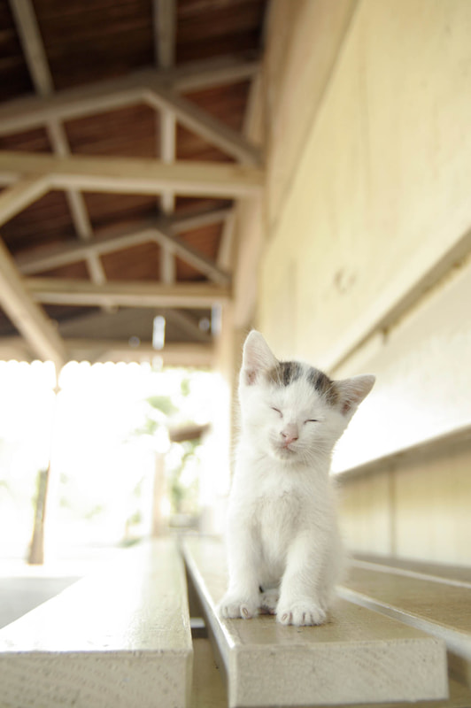 ペンタックスK-7　smc PENTAX-DA* 12-24mm F4 ED AL [IF]（31mm相当）　絞り優先オート（F2.8、1/90秒）　ISO 400　WB:マニュアル