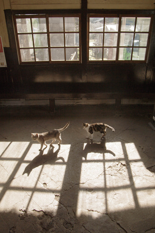 中井精也のエンジョイ鉄道ライフ「ジョイテツ！」：ねこのいる鉄道風景