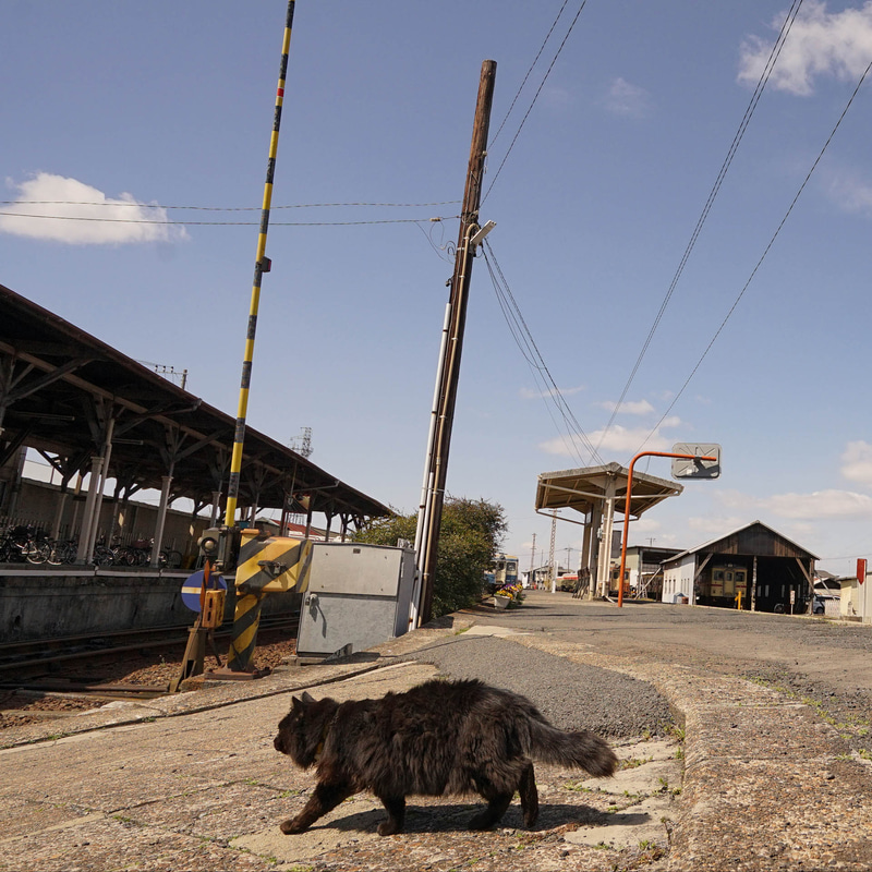 ソニーα7 II　FE 16-35mm F4 ZA OSS（16mm）　絞り優先オート（F7.1、1/1,600秒）　ISO 320　WB:日陰