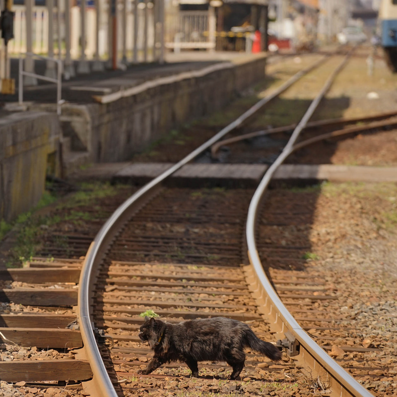 ソニーα7 II　FE 70-200mm F4 G OSS（200mm）　絞り優先オート（F5.6、1/800秒）　ISO 320　WB:日陰