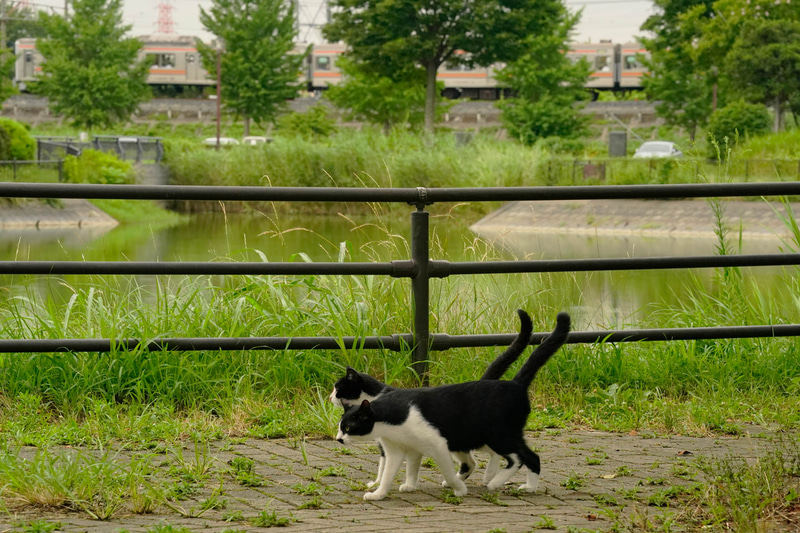 ソニーα9　FE 70-300mm F4.5-5.6 G OSS（143mm）　絞り優先オート（F14、1/320秒）　ISO 3200　WB:日陰