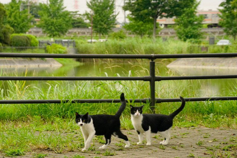 ソニーα9　FE 70-300mm F4.5-5.6 G OSS（143mm）　絞り優先オート（F14、1/320秒）　ISO 3200　WB:日陰