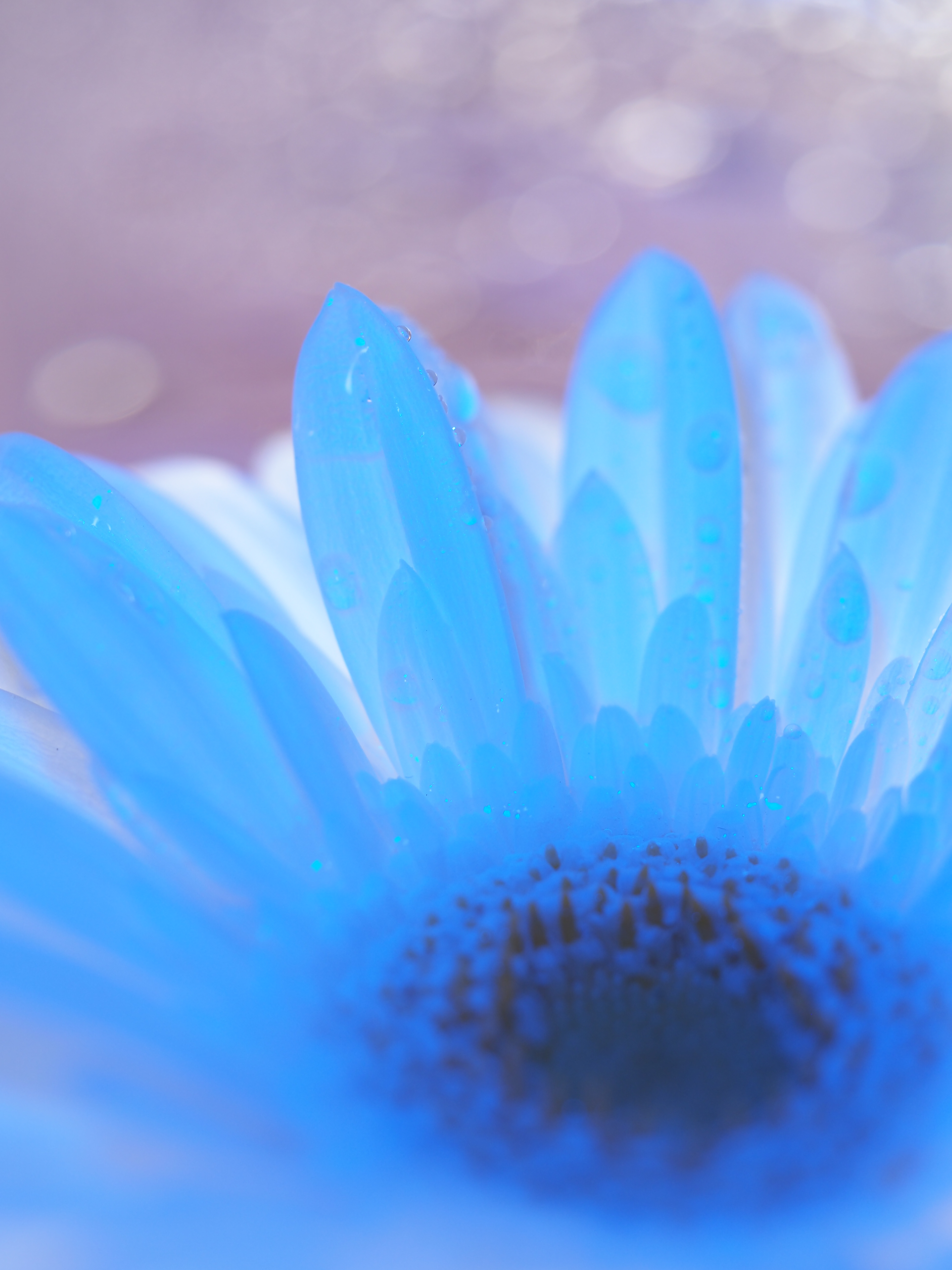 アクリル容器についた水滴を玉ボケに<br><span class="fnt-85">OLYMPUS OM-D E-M1 Mark II＋M.ZUIKO DIGITAL ED 60mm F2.8 Macro（120mm相当） / 絞り優先AE（F2.8・1/60秒・+1.0EV） / ISO 200</span>