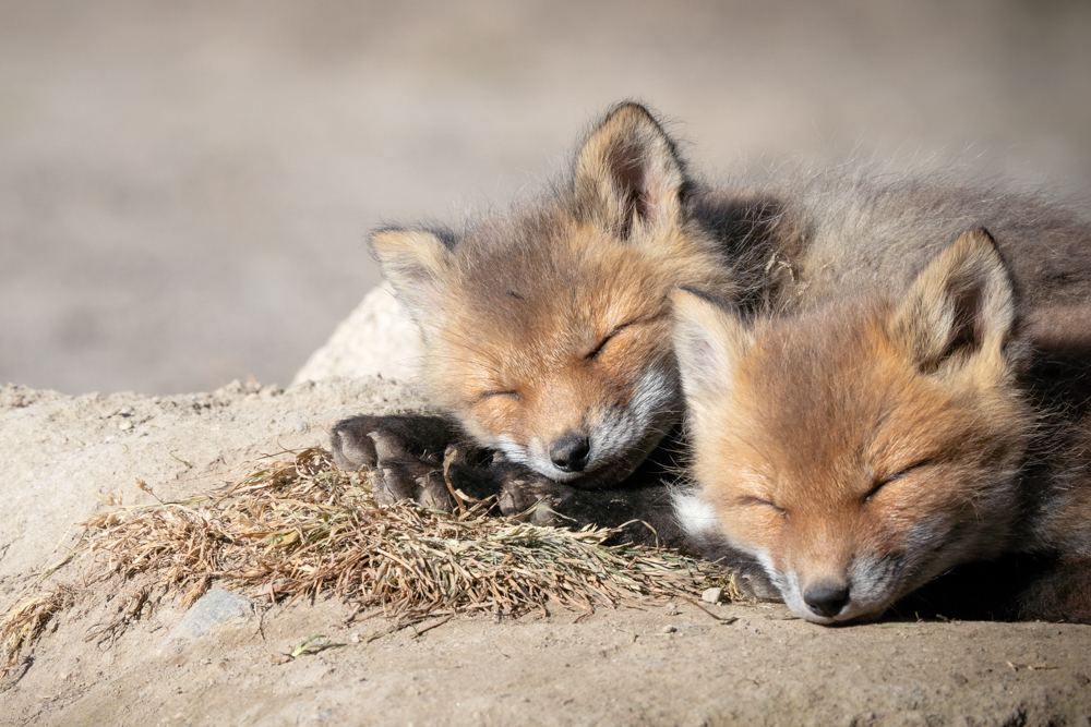 α7 III / FE 200-600mm F5.6-6.3 G OSS / マニュアル露出（1/400秒・F14） / ISO 250