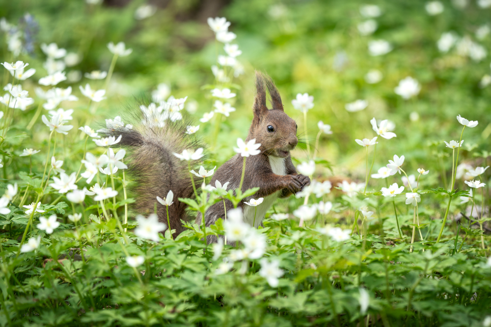 α7 III / FE 200-600mm F5.6-6.3 G OSS / マニュアル露出（1/400秒・F6.3） / ISO 320