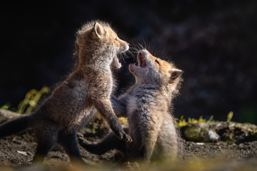 α7 III / FE 200-600mm F5.6-6.3 G OSS / マニュアル露出（1/1,250秒・F10） / ISO 2000