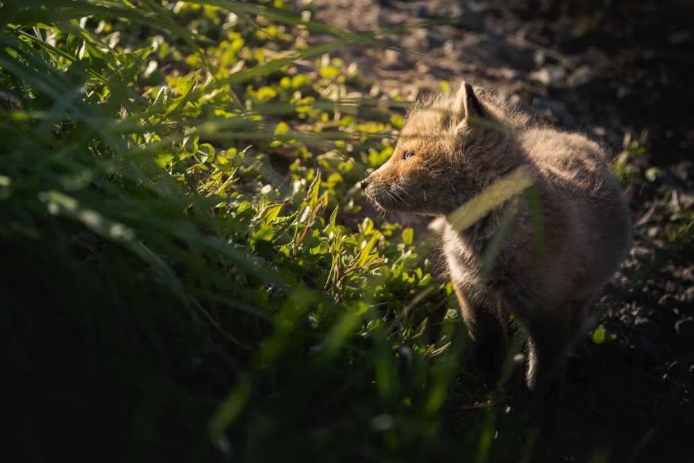α7 III / FE 200-600mm F5.6-6.3 G OSS / マニュアル露出（1/400秒・F5.6） / ISO 250