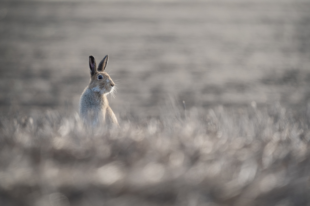 α7 III / FE 200-600mm F5.6-6.3 G OSS / マニュアル露出（1/1,000秒・F6.3） / ISO 1000