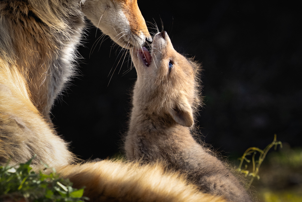 α7 III / FE 200-600mm F5.6-6.3 G OSS / マニュアル露出（1/1,000秒・F10） / ISO 1250