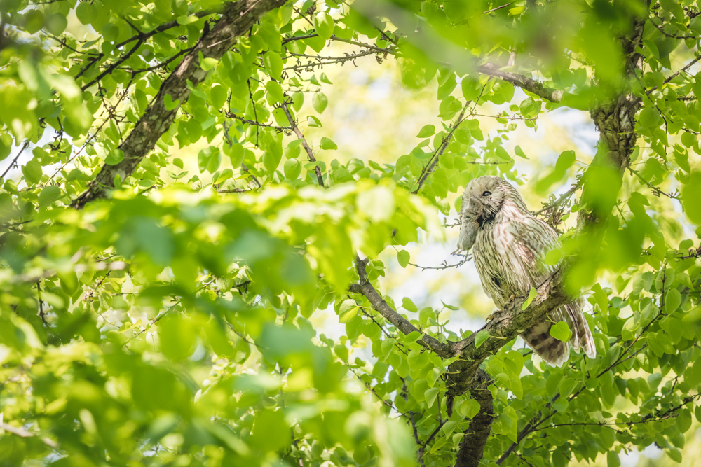 α7 III / FE 200-600mm F5.6-6.3 G OSS / マニュアル露出（1/640秒・F10） / ISO 640