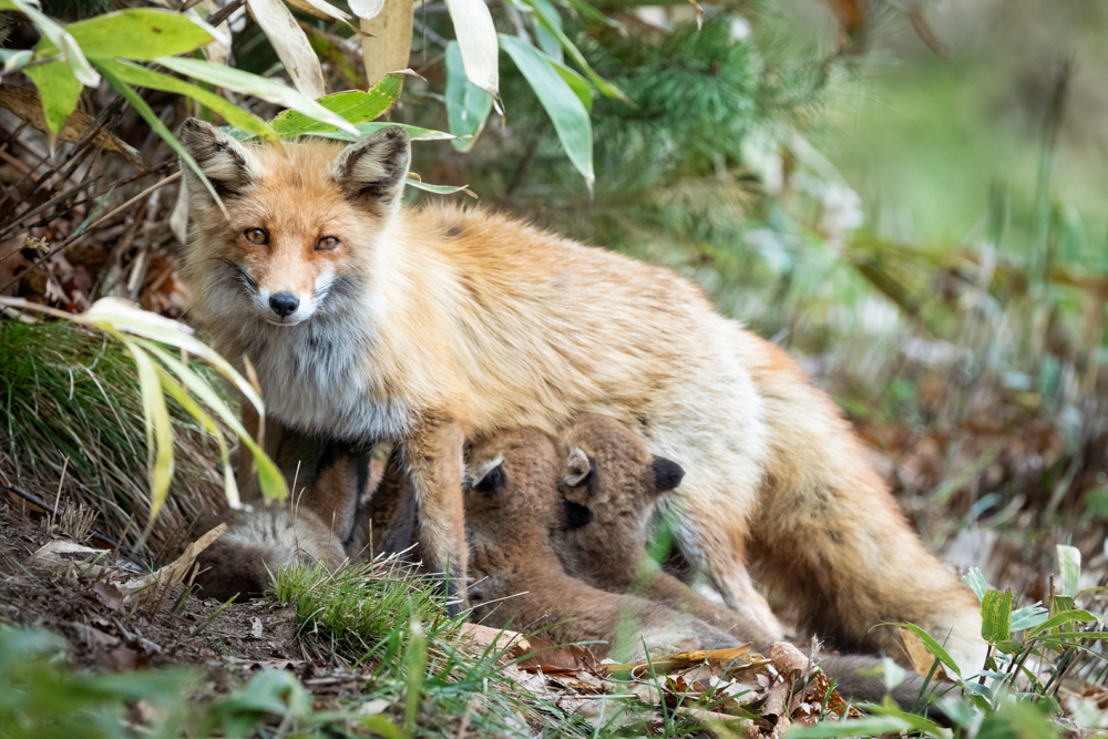 α7 III / FE 200-600mm F5.6-6.3 G OSS / マニュアル露出（1/800秒・F9.0） / ISO 5000