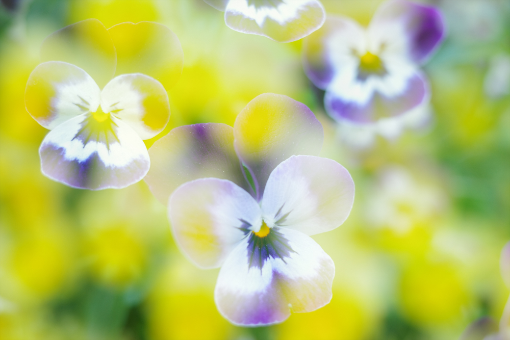 RICOH GR III / プログラムAE（F2.8・1/100秒・+1.0EV） / ISO 200 / WB：太陽光 / イメージコントロール：スタンダード / 35mmクロップ