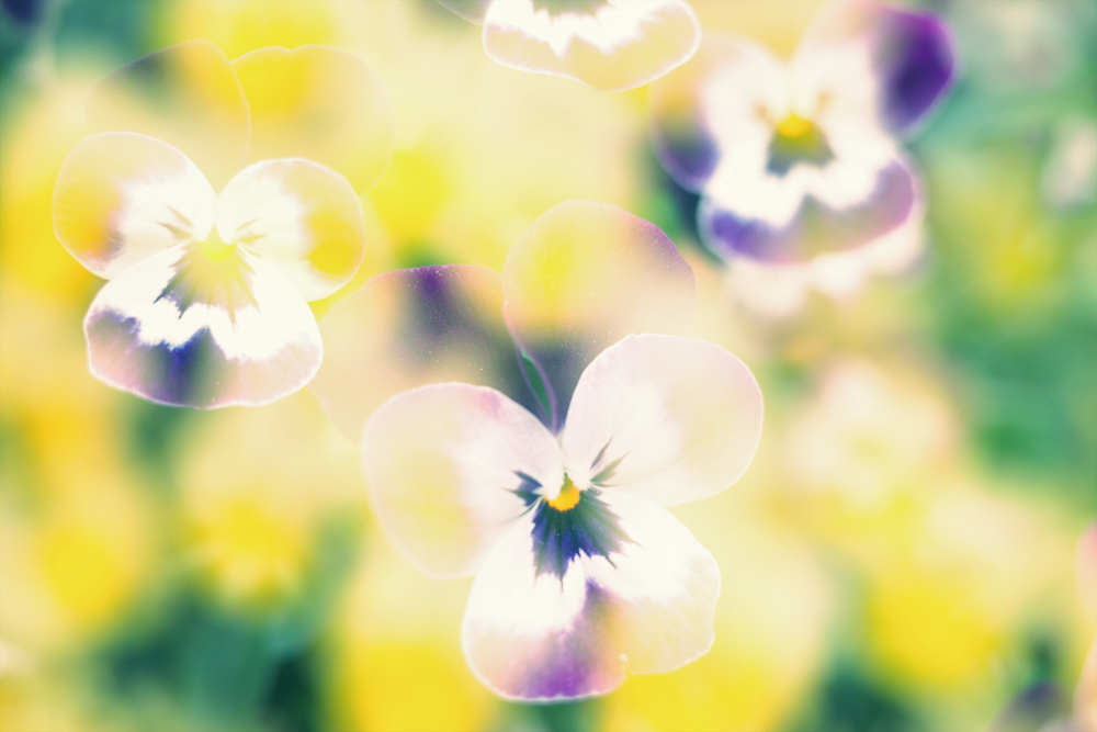 RICOH GR III / プログラムAE（F2.8・1/100秒・+1.0EV） / ISO 200 / WB：マルチパターンオート / イメージコントロール：クロスプロセス（彩度+1、キー-1、コントラスト-1、コントラスト明部-2、シャープネス+1、明瞭度+1）