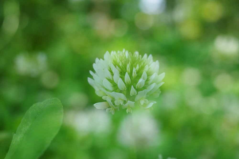 RICOH GR III / プログラムAE（F3.2・1/160秒・-0.3EV） / ISO 200 / WB：太陽光 / イメージコントロール：スタンダード / 35mmクロップ