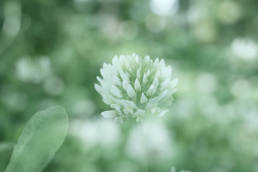 RICOH GR III / プログラムAE（F3.2・1/160秒・-0.3EV） / ISO 200 / WB：マルチパターンオート / イメージコントロール：ブリーチバイパス（彩度+2、キー+3、コントラスト+3、コントラスト明部+3）