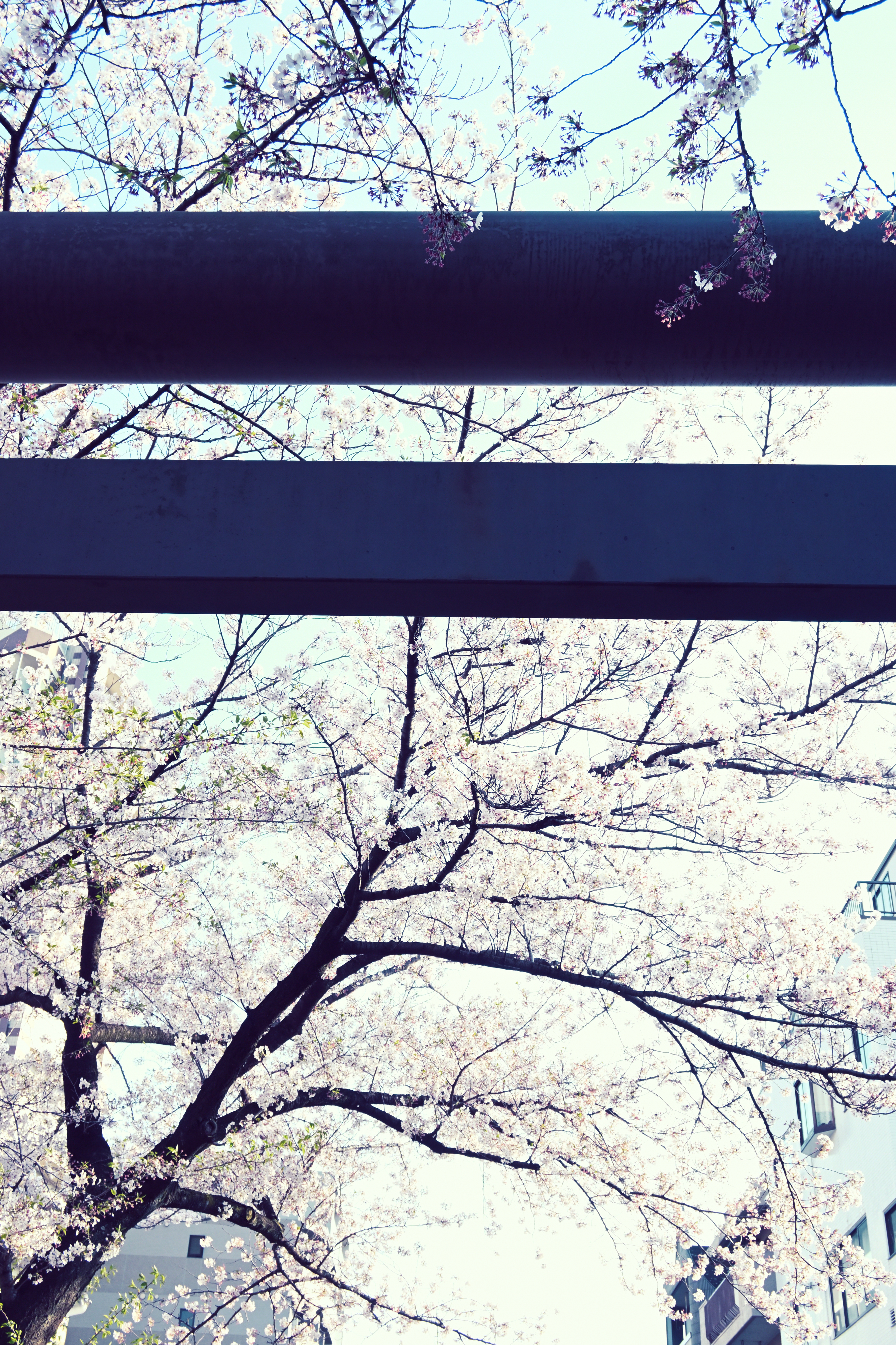 近所の神社と桜。人のいない神社。なんとなく寂しそうな桜と鳥居を構図に入れてみた。<br>ニコンZ 50＋NIKKOR Z DX 16-50mm f/3.5-6.3 VR（25mm：37mm相当） / マニュアル露出（F5.6・1/250秒・+0.7EV） / ISO 320 / WBオート / CP：メランコリック50