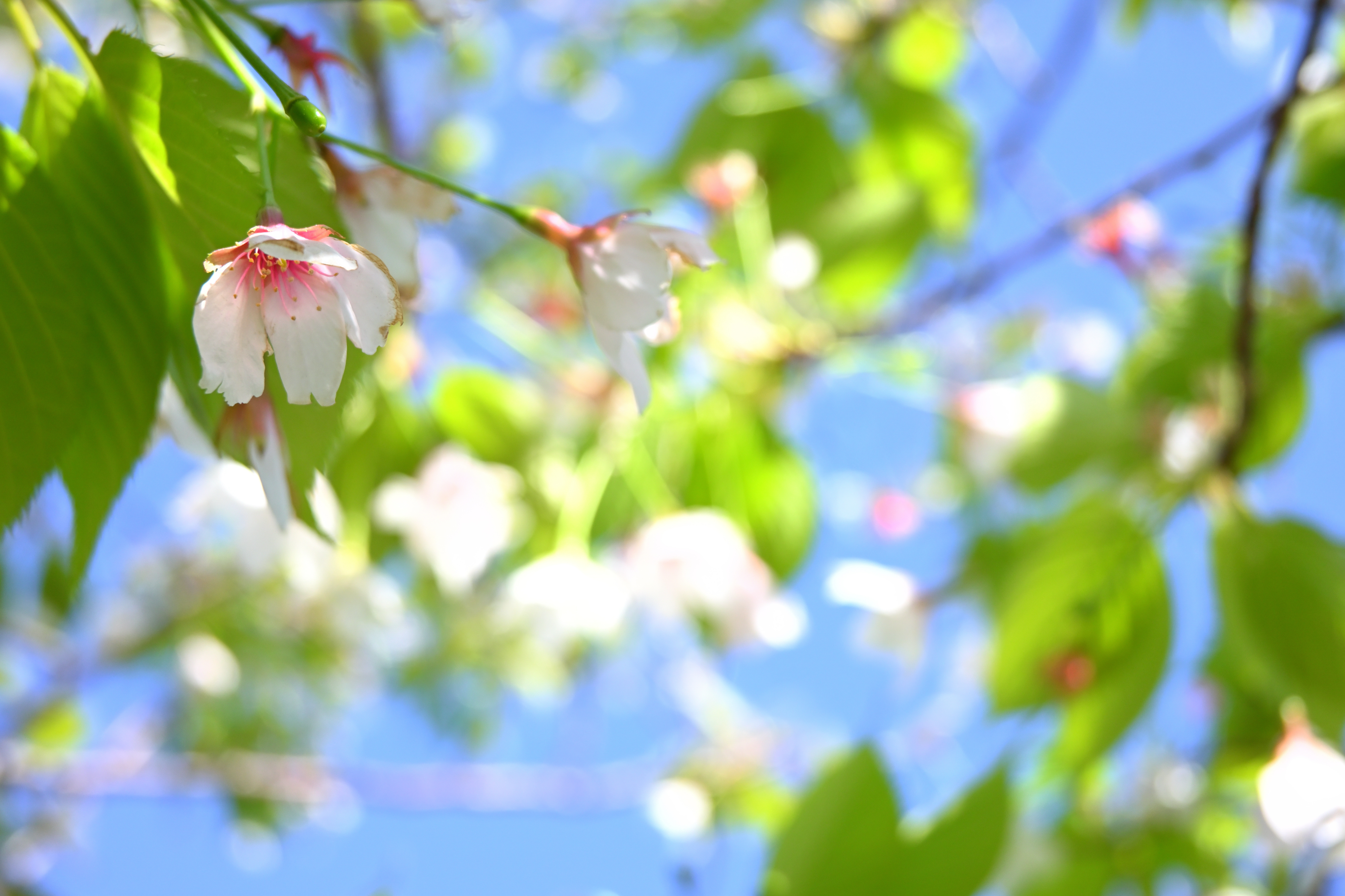 枯れ始めた桜。それでも桜は美しい。<br>ニコンZ 50＋NIKKOR Z DX 16-50mm f/3.5-6.3 VR（31.5mm：47mm相当） / マニュアル露出（F5.0・1/640秒・+0.7EV） / ISO 320 / WBオート / CP：ポップ