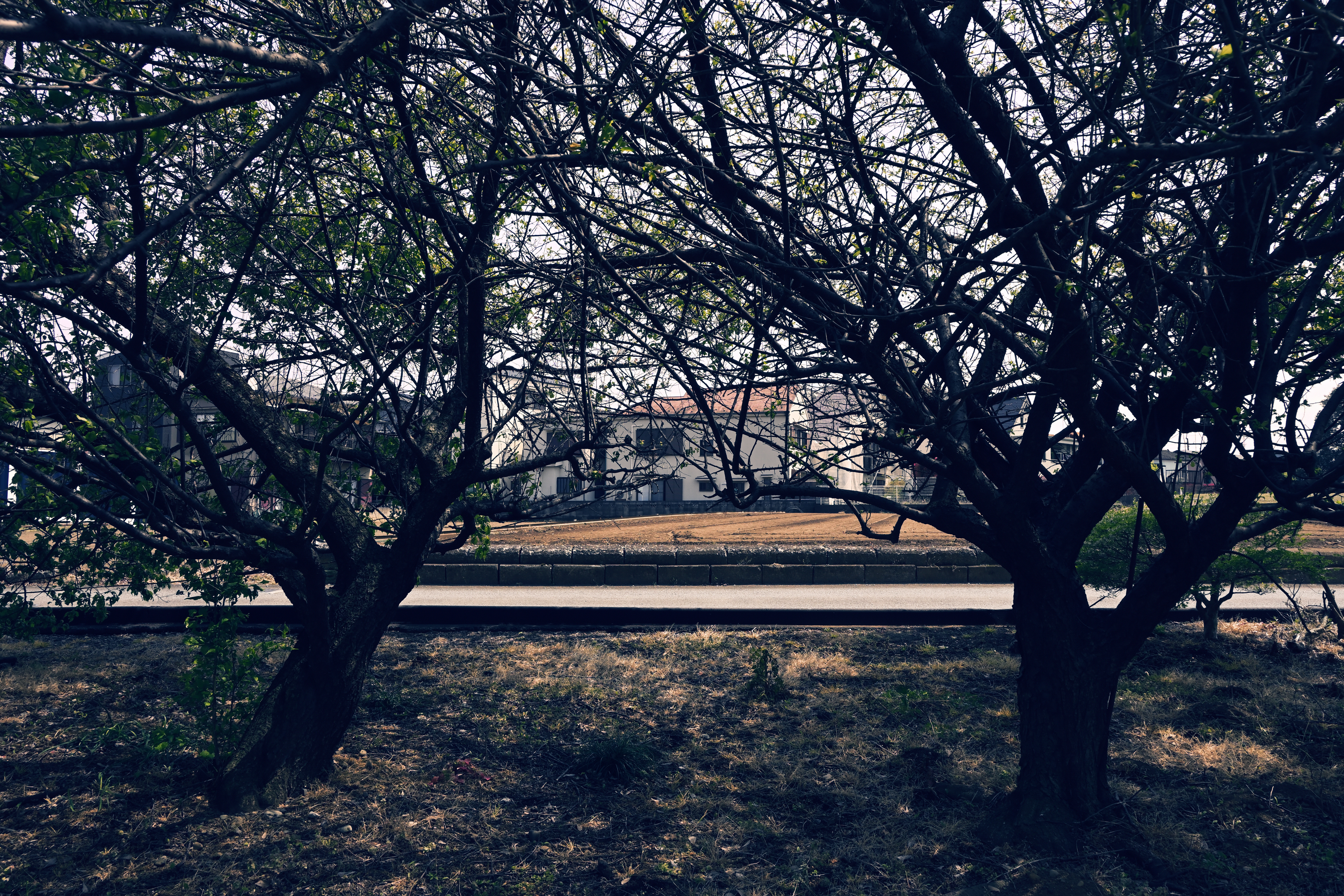 車で通った見知らぬ住宅地。手前にある2本の木が主に見えるが、その先の路面を主として、光1本の線に見えるように撮影した。<br>ニコンZ 50＋NIKKOR Z DX 16-50mm f/3.5-6.3 VR（17.5mm：26mm相当） / マニュアル露出（F7.1・1/400秒・+0.7EV） / ISO 160 / WBオート / CP：デニム