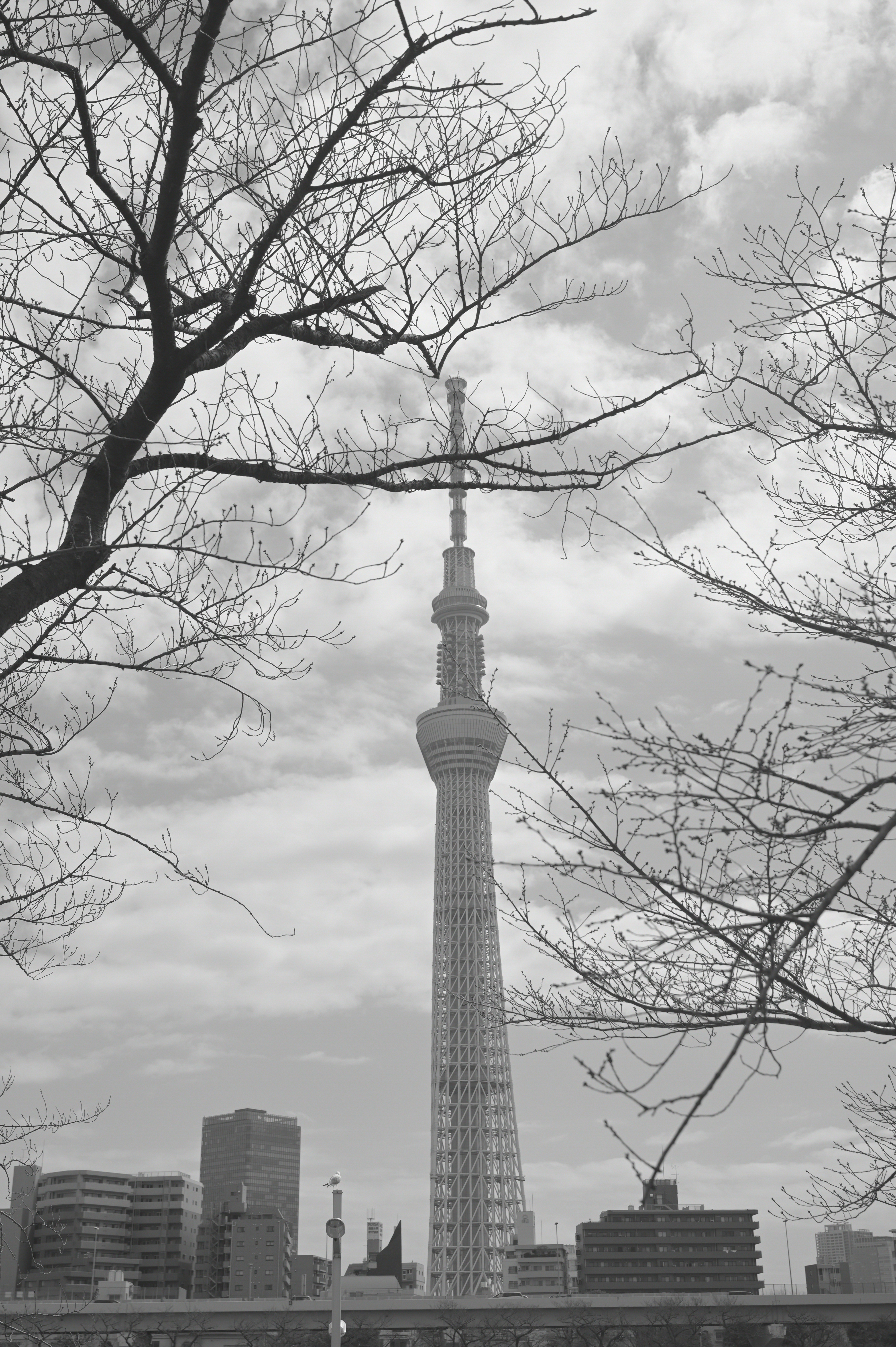 チャコール<br>ニコンZ 6＋NIKKOR Z 24-70mm f/2.8 S（40mm） / マニュアル露出（F5.0・1/1,600秒・+2.0EV） / ISO 125