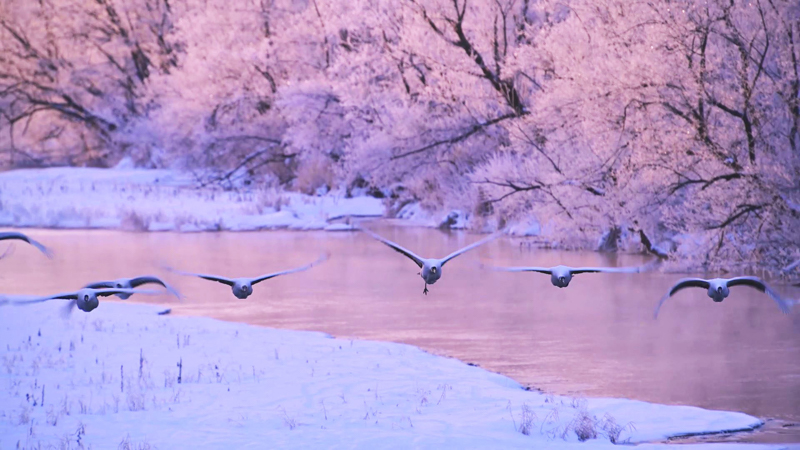 <a href="https://www.youtube.com/watch?v=vJ9hvT6a13s" class="n" target="_blank">ニコンミュージアム館内上映動画「春夏秋冬　Four seasons in Japan」</a>より