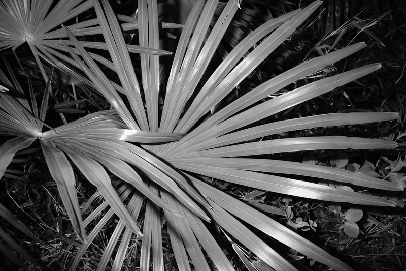 自宅を出てすぐの場所にある植物。ストロボ光で生々しさを狙った。カメラはRICOH GR IIIでハードモノトーンに設定。Q20IIをカメラから離し、ほぼ葉の真上から発光している。照射角よりわずかに広い28mm相当のおかげで周辺部が暗く落ち、インパクトのある表現ができた。発光量は1/4。