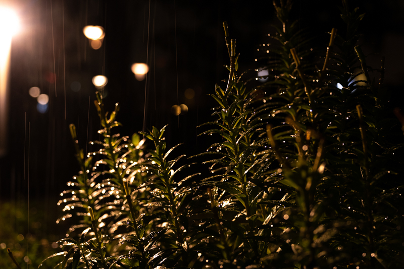 撮影：大村祐里子<br><span class="fnt-85">α7 III / FE 24-70mm F2.8 GM / 49mm / マニュアル露出（1/60秒・F2.8） / ISO 3200</span>